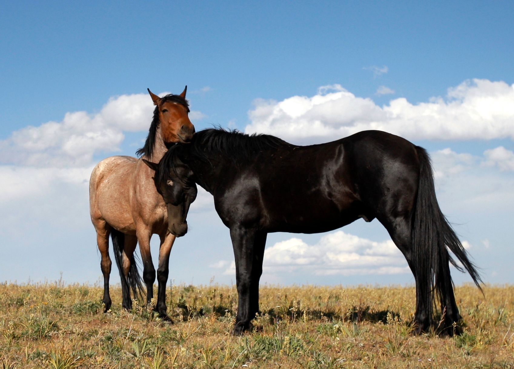 The Pryor Mountain Wild Horse Range